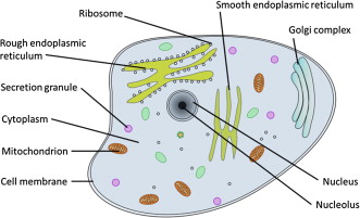 Cell Physiology.