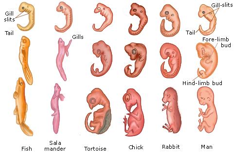 Embryology