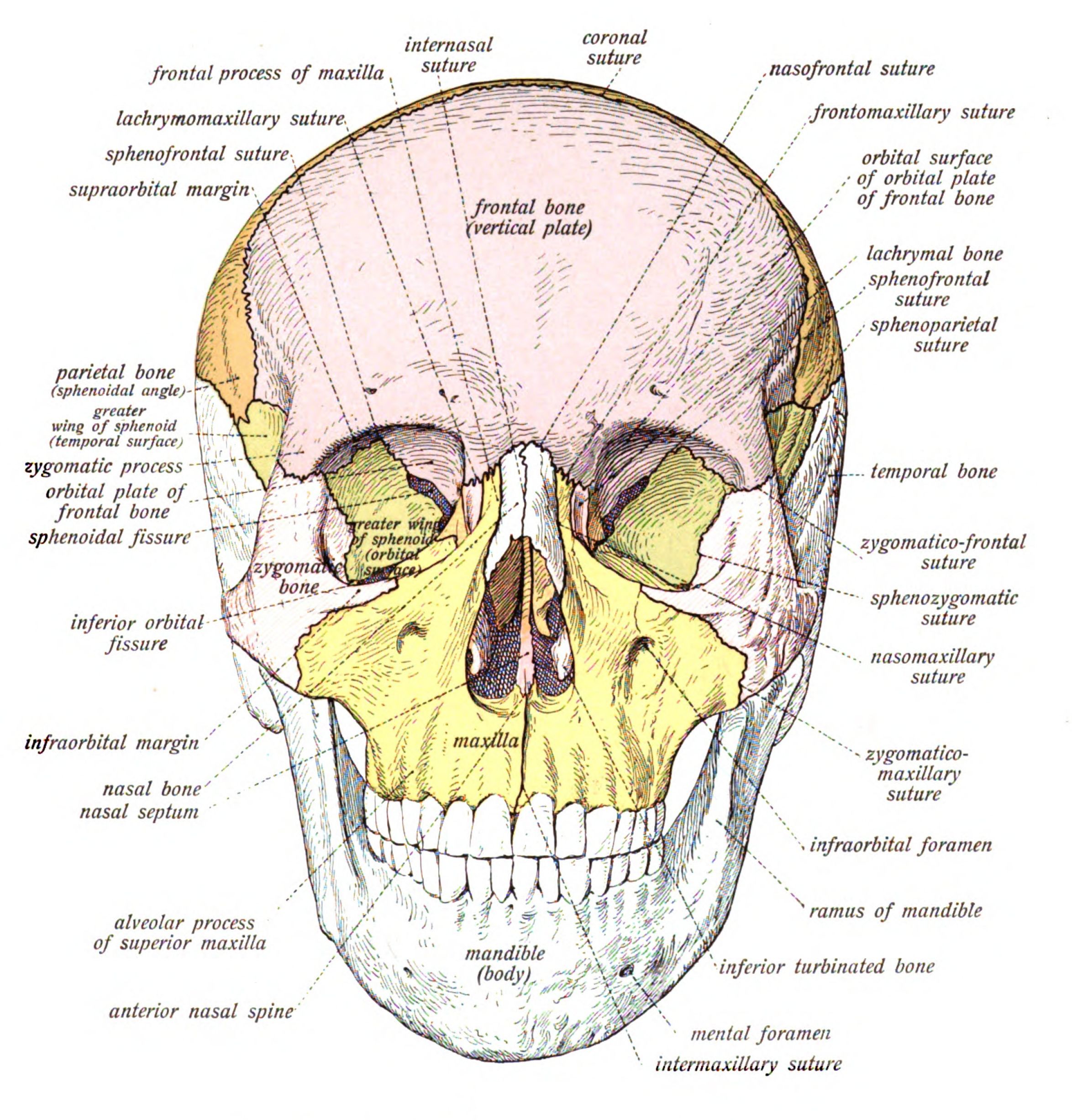 Forensic Anatomy.