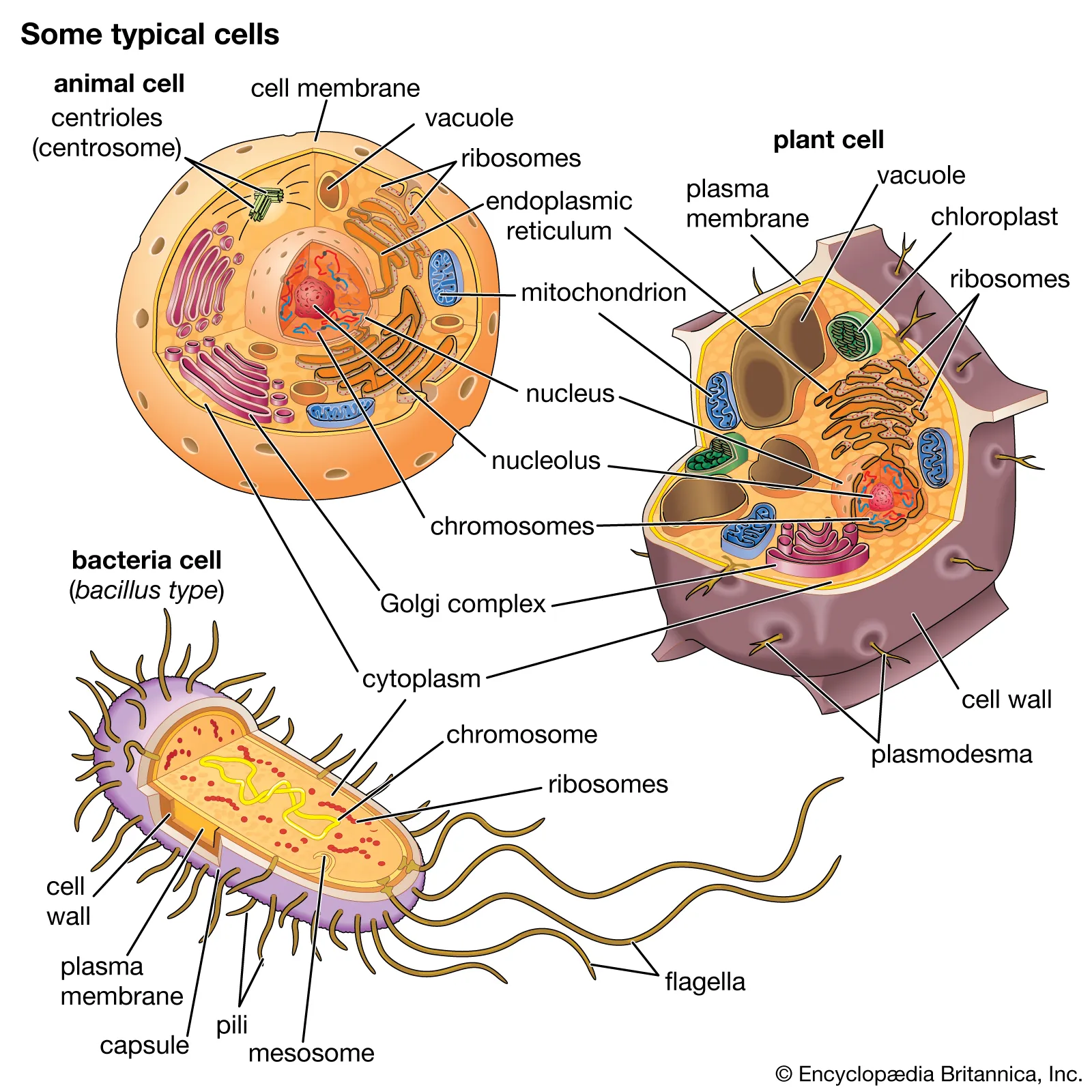 Biology